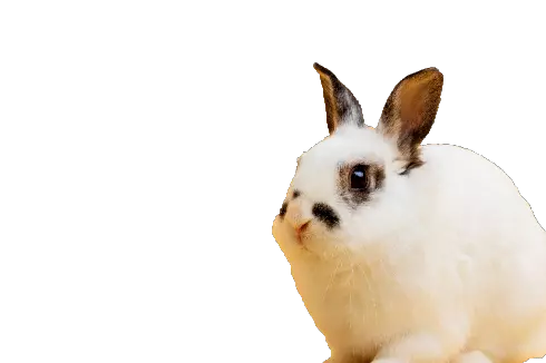 rabbit image