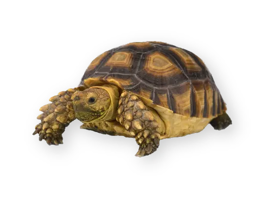 turtle image